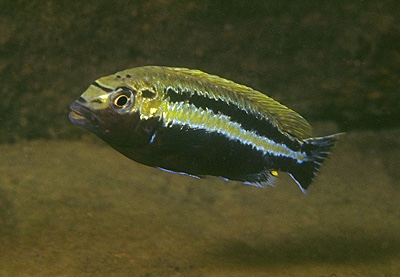 Melanochromis auratus 'Namalenje Island'